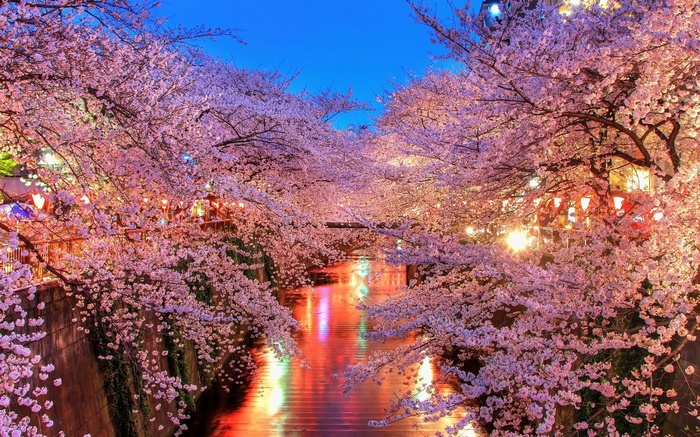 Cherry blossoms line a river at night with lanterns