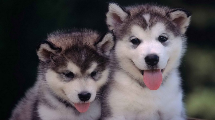 Two adorable Siberian Husky puppies with tongues out