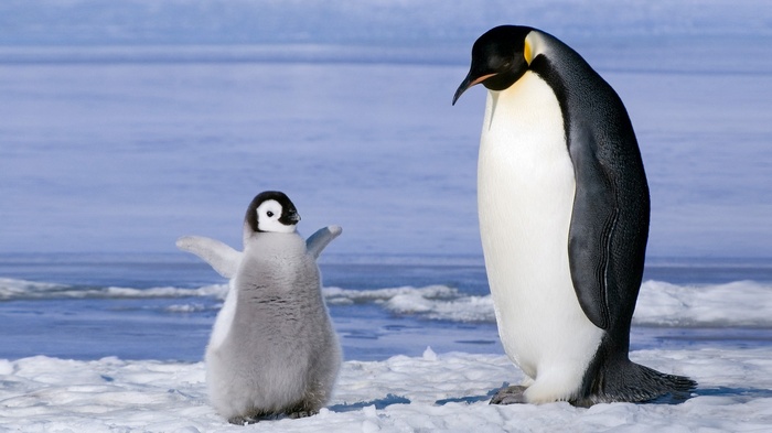 Emperor penguin and chick on ice