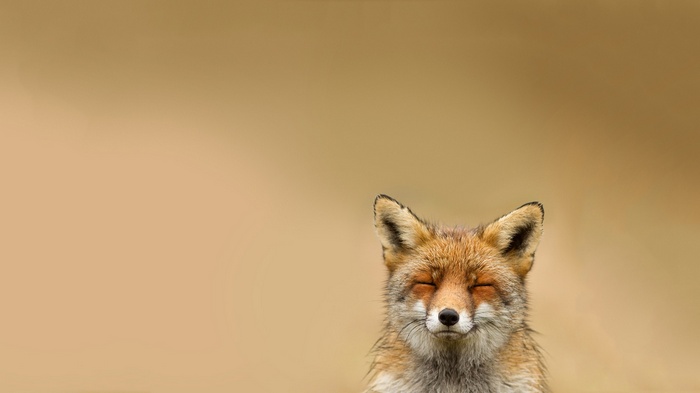 A fox with closed eyes on a plain background