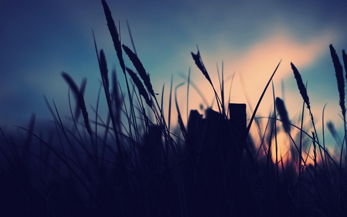 Silhouette of grass against a sunset sky