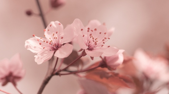 Close-up of pink cherry blossoms on a branch