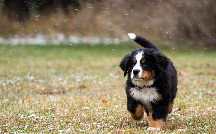 Bernese Mountain Dog puppy running in snow