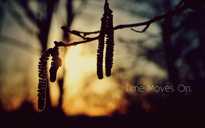 Time Moves On. Silhouette of catkins against sunset.