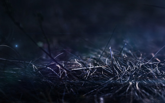 Macro shot of dry grass with lens flare