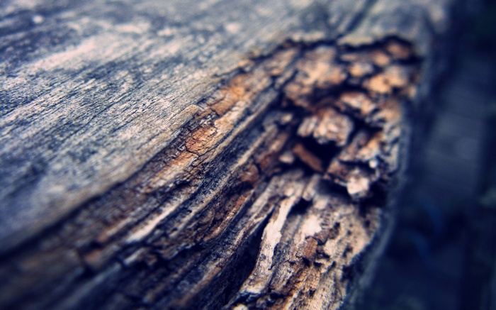 Macro view of weathered wood texture