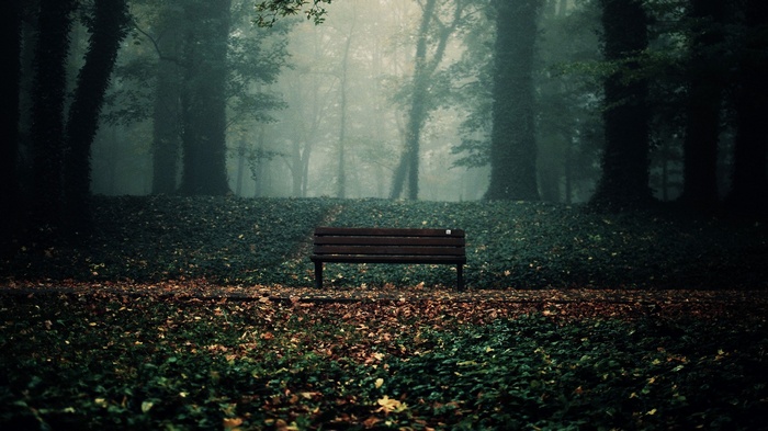 A solitary bench in a foggy forest with fallen leaves