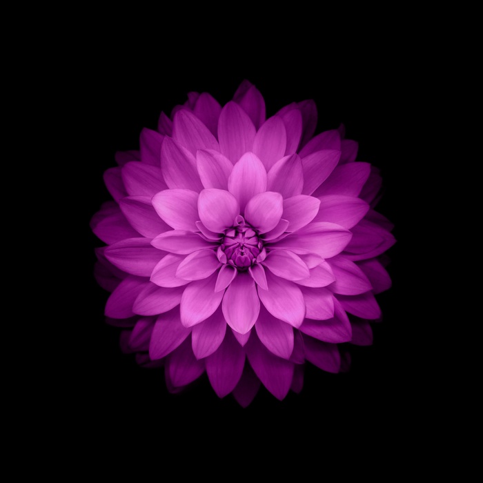 Purple Dahlia Flower on Black Background