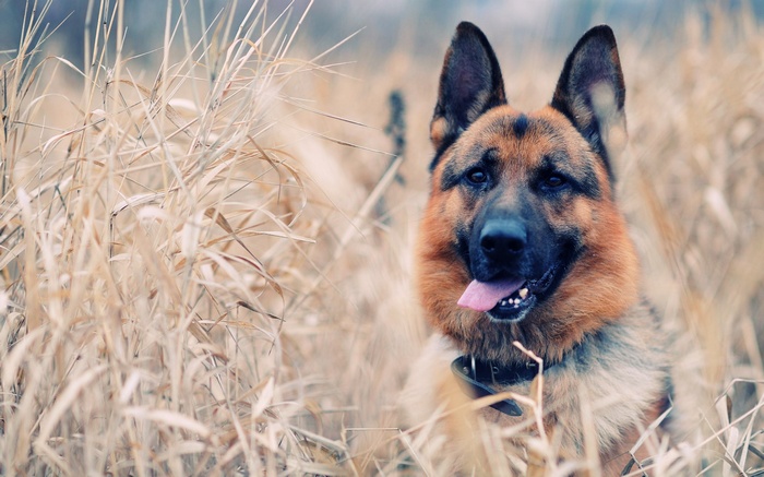 German Shepherd dog in dry grass