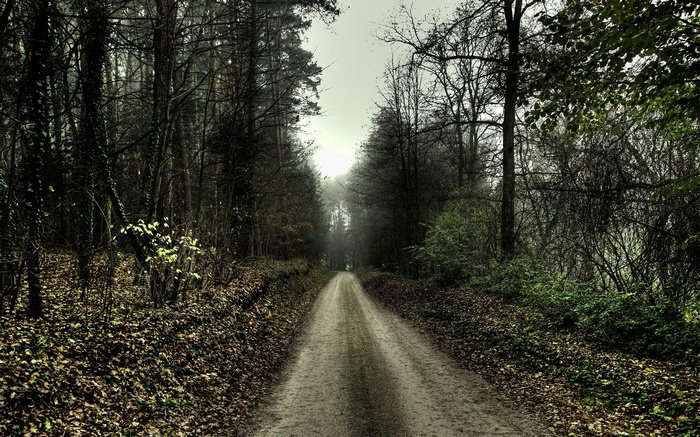 A dirt path through a misty forest with fallen leaves