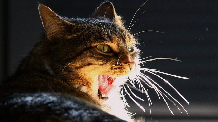 Close-up of a tabby cat yawning in sunlight