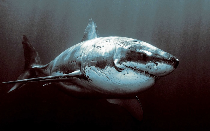 Great white shark swimming in dark water