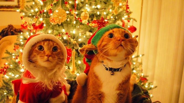 Two cats in Christmas costumes near a Christmas tree