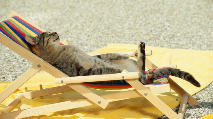 Cat relaxing on a striped deck chair on a beach