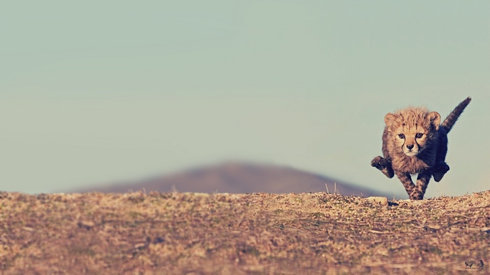 Baby cheetah running across a dry landscape