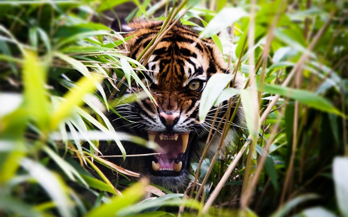 Tiger roaring through green plants