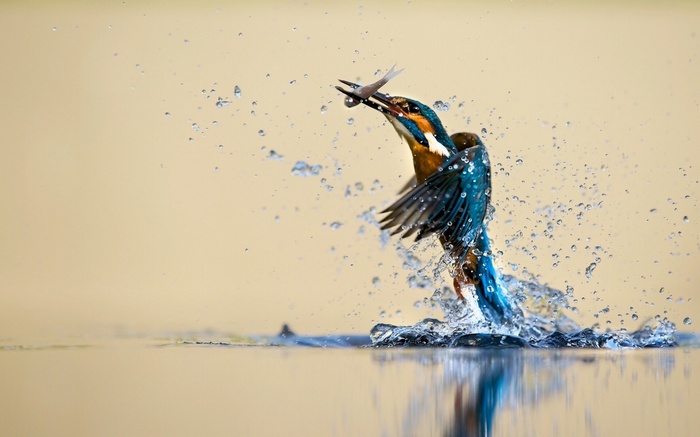 Kingfisher catches a fish mid-air with water splashes