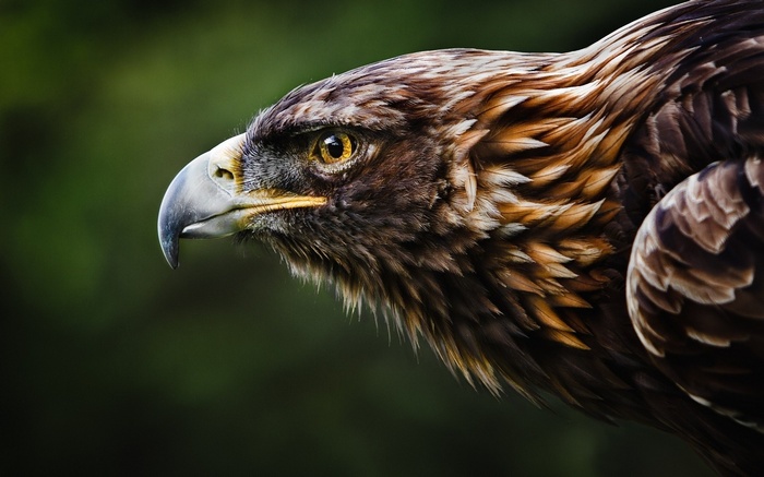 Close-up of a Golden Eagle's head