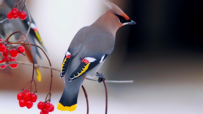 Bohemian Waxwing bird perched on a branch with red berries