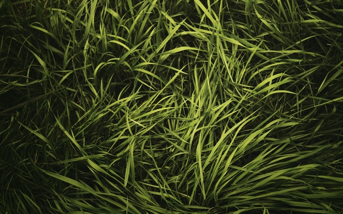 Green grass texture