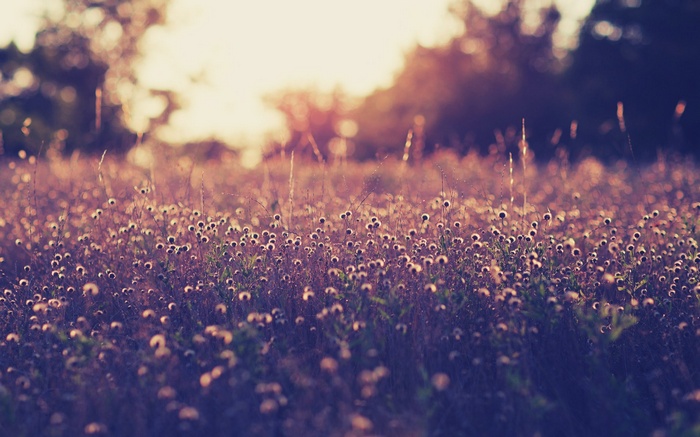 Field of wildflowers at sunset