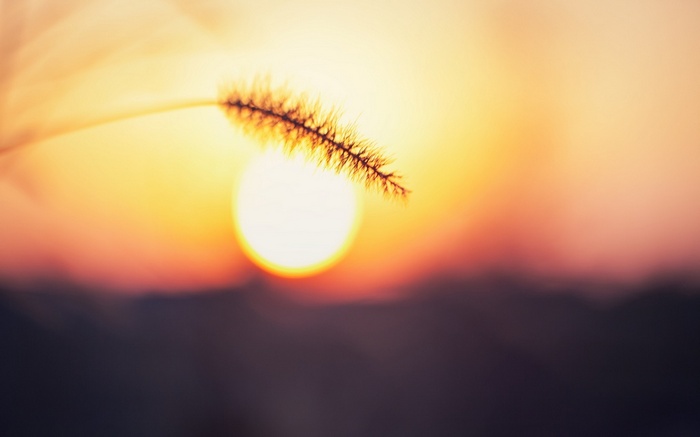 Close-up of a grass spikelet against a sunset