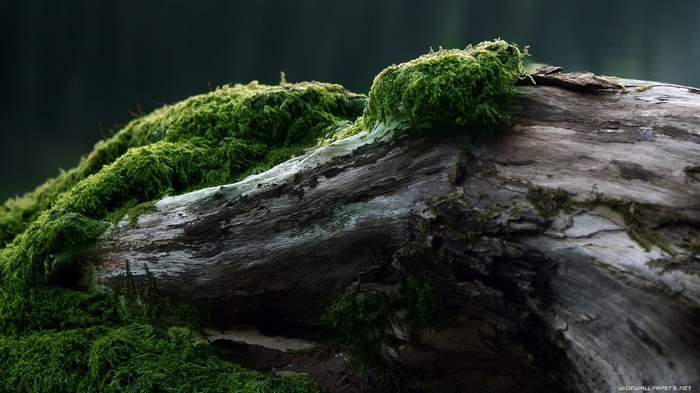 Moss-covered log in a forest
