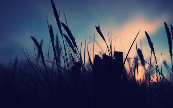 Silhouette of grass against a sunset sky