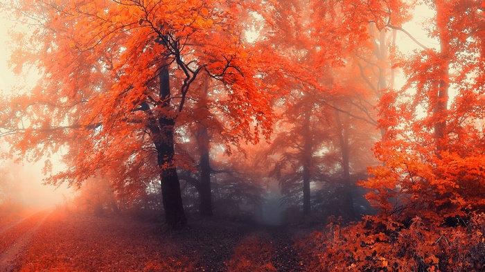 Misty forest with vibrant orange autumn leaves