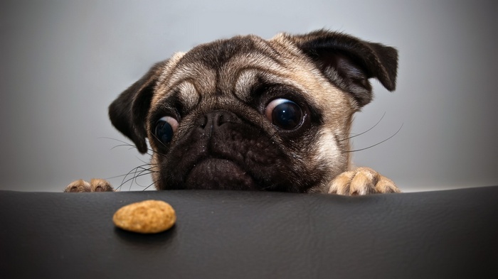 A pug puppy looks at a treat