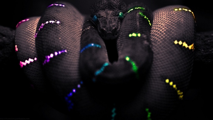black selective coloring animals snake digital art Boa constrictor
