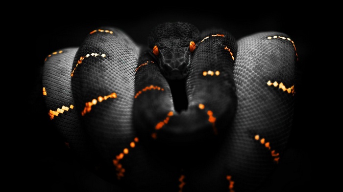 Black snake with orange markings coiled on a dark background
