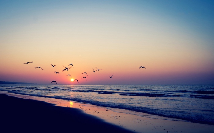 Birds flying over the sea at sunset