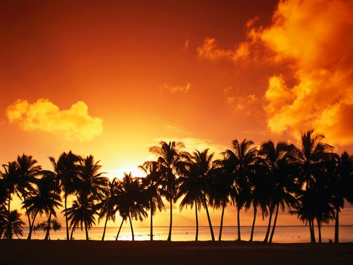 Palm trees silhouetted against a vibrant sunset over the ocean