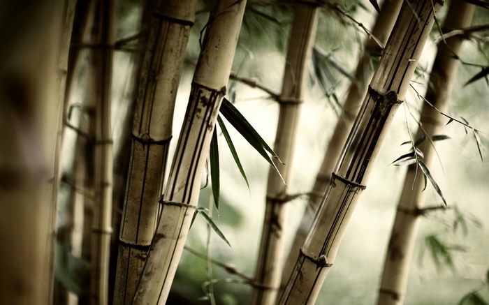 Close-up of bamboo stalks with green leaves