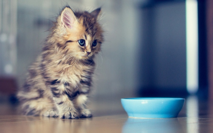 Fluffy kitten sits by a blue bowl