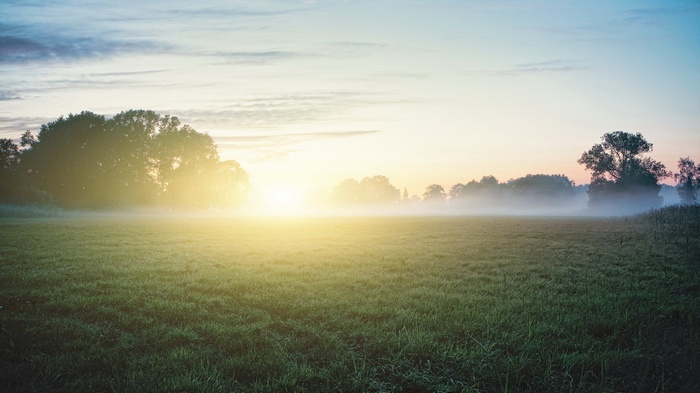 Sunrise over a misty field with trees
