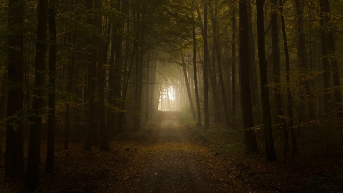 Misty forest path with sunlight filtering through trees