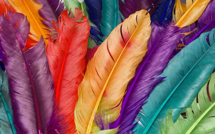 Colorful Feathers