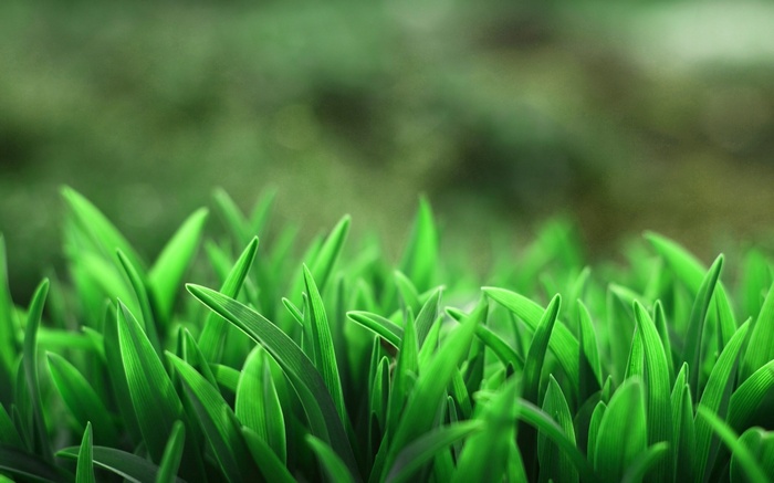 Close-up of green grass blades with blurred background