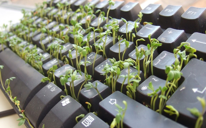 Plants growing out of a computer keyboard