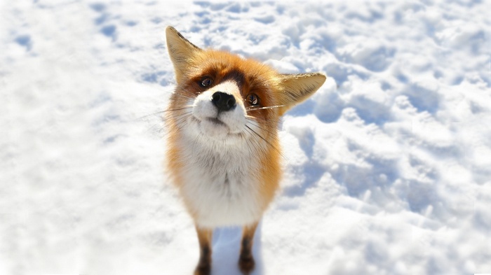 A red fox looks up from the snow