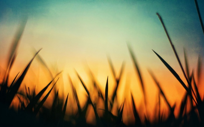 Silhouette of grass against a sunset sky