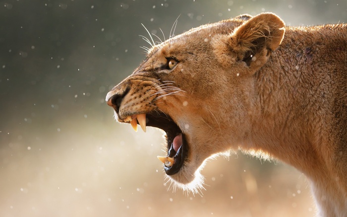 Lioness roaring with sharp teeth visible