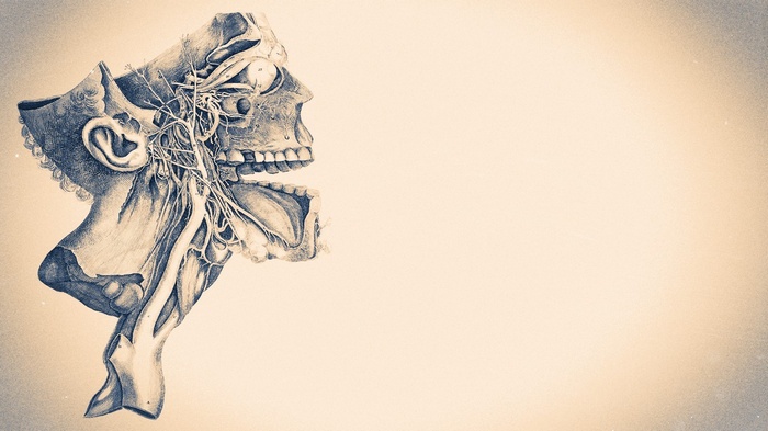 Anatomical illustration of the human head and neck nerves