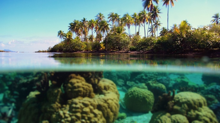 Split view of a tropical island with palm trees and underwater coral reef