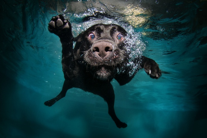 Black dog swimming underwater in a pool