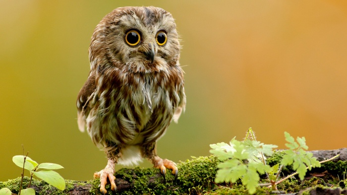 A small owl perched on a mossy branch