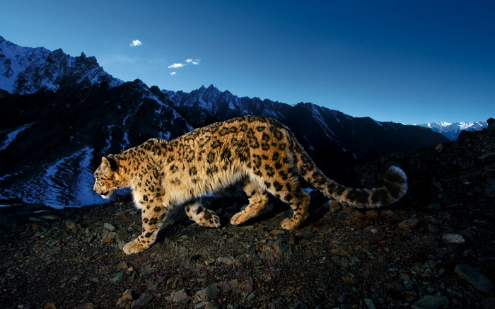 Snow leopard walking on rocky mountain terrain