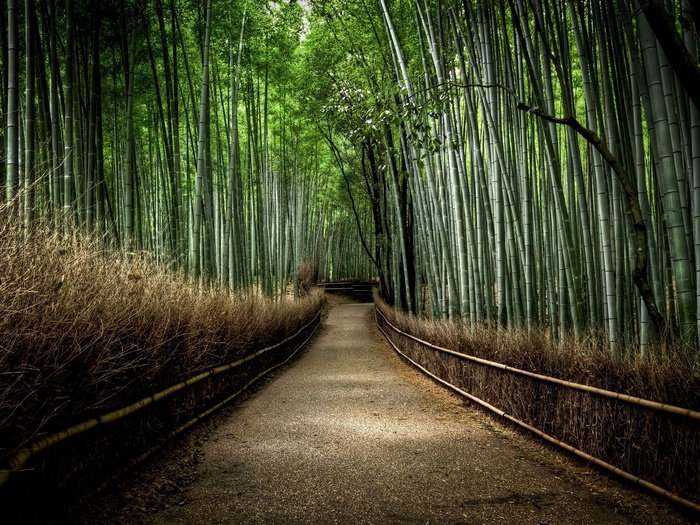 A path through a dense bamboo forest